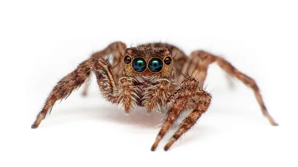 Макрос Close Jump Spider — стоковое фото