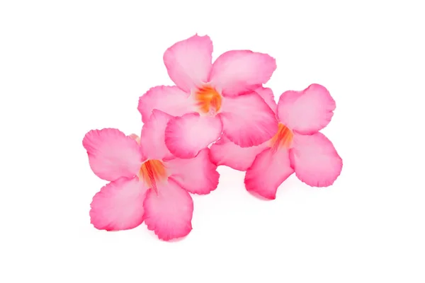 Tropical Flower Pink Adenium Desert Rose Isolated White Background — Stock Photo, Image