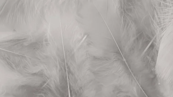 Beyaz Tüy Desen Dokusu Arkaplanı — Stok fotoğraf