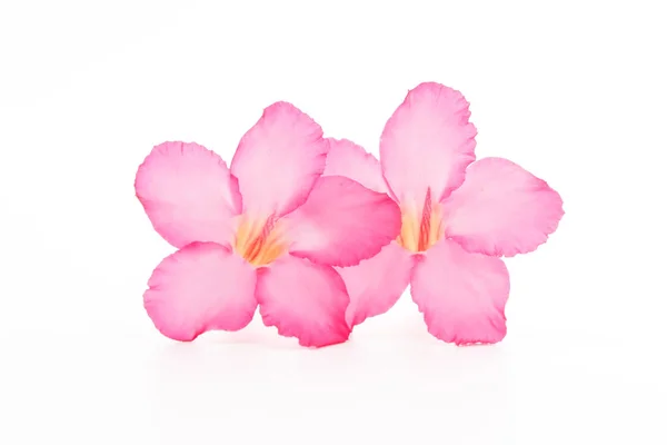 Fiore Tropicale Rosa Adenio Rosa Del Deserto Sfondo Bianco Isolato — Foto Stock