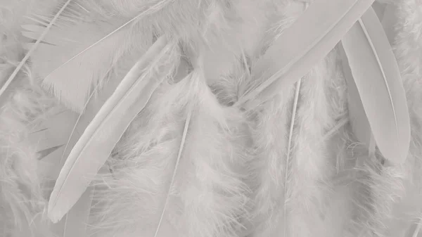Bianco Piuma Lana Modello Texture Sfondo — Foto Stock