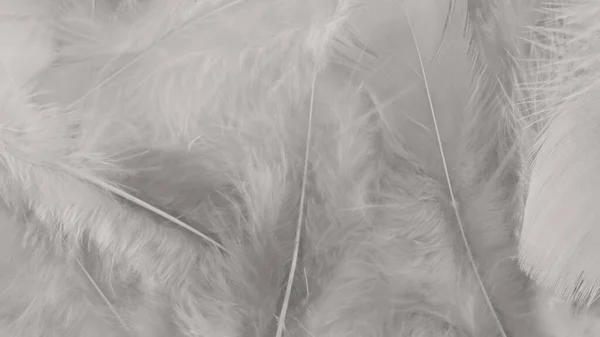 白い羽の毛の模様の質感の背景 — ストック写真