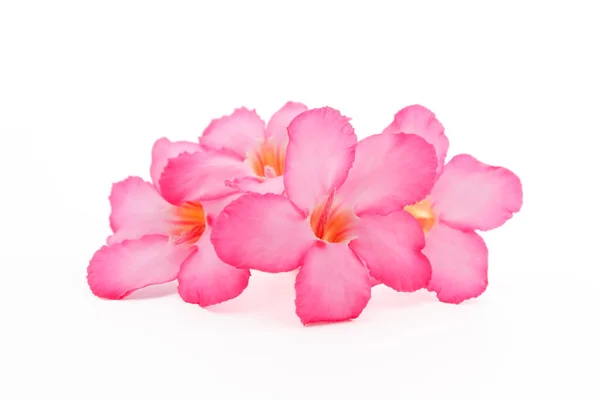 Flor Tropical Rosa Adenium Rosa Del Desierto Sobre Fondo Blanco —  Fotos de Stock