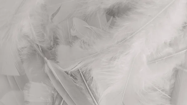 Bianco Piuma Lana Modello Texture Sfondo — Foto Stock