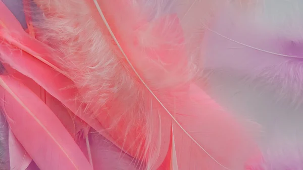 분홍색 깃털의 — 스톡 사진