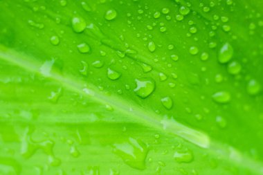 Yumuşak odak doğa arka plan doku yeşil yaprak ile su damlası