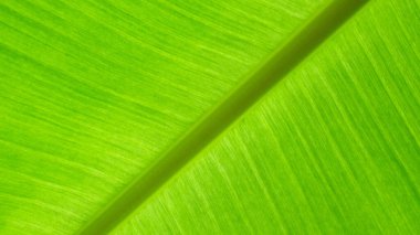 Yaprak dokusu, doğa yeşili arka plan, çevre desenli bitki, ağaç taze soyut organik