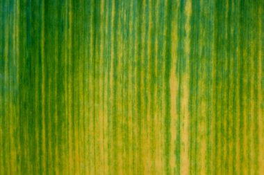 Yaprak dokusu, doğa yeşili arka plan, çevre desenli bitki, ağaç taze soyut organik