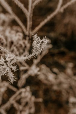 Kuru bitkiler, uzun otlar, kışın sonlarında taze beyaz dikenli buzla kaplanmış yapraklar. İlk dondurmalar. Kurumuş çiçeklerdeki güzel kar taneleri