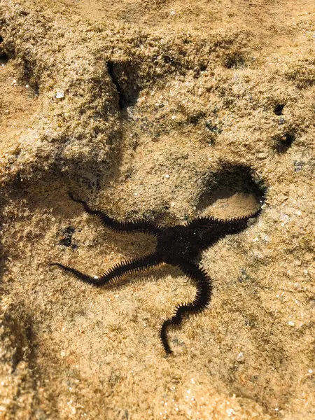 Close up Ophiura Spiny brittle star. Ophiocoma echinata black in Red sea star Egypt underwater. invertebrate habitat wild animals salt water. Class Ophiuroidea Phylum Echinodermata. Summer background