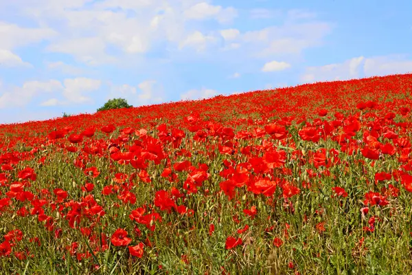 Field Red Poppies Bohemia Czech Republic Royalty Free Stock Images