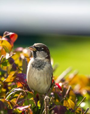 Bir dikkatli kahverengi serçe sonbahar mevsiminde dallara tünemiş ve yuvalanmıştı. Renkli yeşillik.