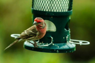 Parlak kırmızı tacı ve göğsü kuş yemliğine konmuş bir Finch kuşu tetikte bekliyor..