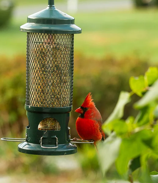 Cardeal Norte Vermelho Empoleirado Num Alimentador Pássaros Está Atento — Fotografia de Stock