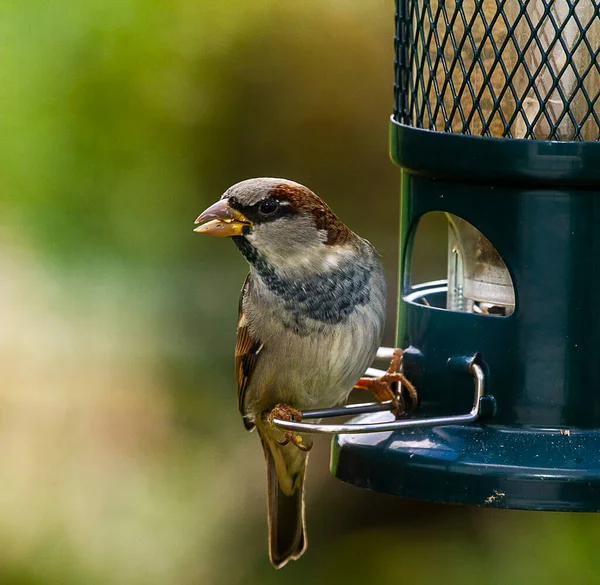 Primo Piano Passero Alimentatore Uccelli — Foto Stock
