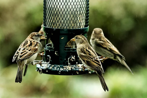 Închiderea Vrăbiilor Alimentator Păsări — Fotografie, imagine de stoc