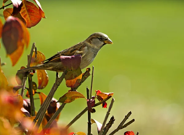 Nahaufnahmen Von Braunen Sperlingen Einem Gebüsch Während Der Herbstsaison Oder — Stockfoto