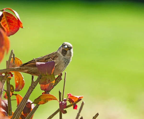 Closeup Images Brown Sparrows Bush Fall Season Perched Outdoor Birdfeeder — Stock Photo, Image