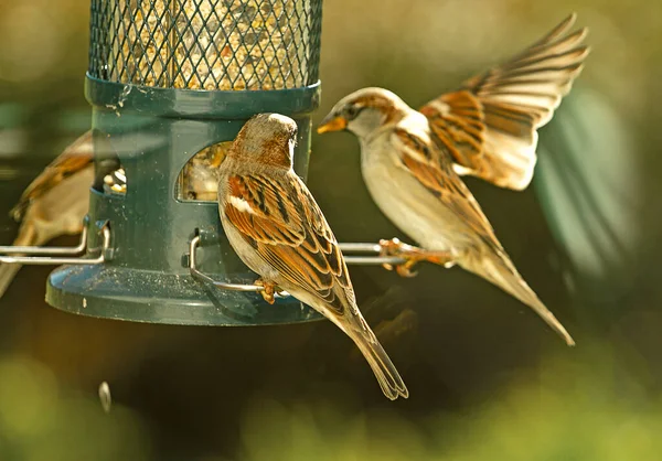 Closeup Images Brown Sparrows Bush Fall Season Perched Outdoor Birdfeeder — Stock Photo, Image