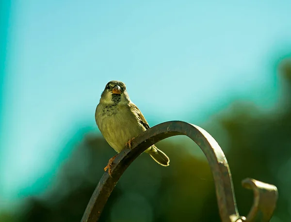 Sonbahar Mevsiminde Çalılıklardaki Kahverengi Serçelerin Yakın Plan Görüntüleri Bir Kuş — Stok fotoğraf
