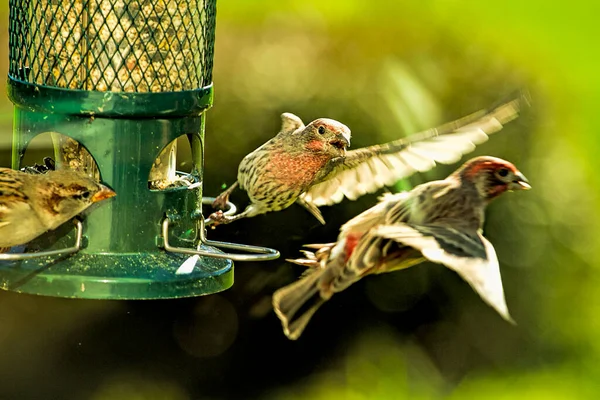 House Finches Cocoțat Fie Într Tufiș Fie Alimentator Păsări Red — Fotografie, imagine de stoc