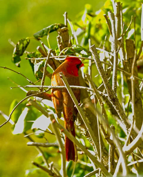 Red Cardinal Hiding Bush Branches Fall Season — Stock Photo, Image