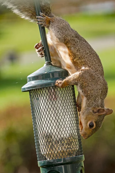 Closeup Curious Squirrel Birdfeeder Climbing Birdfeeder Trying Get Birdfeed Himself — Stock Photo, Image