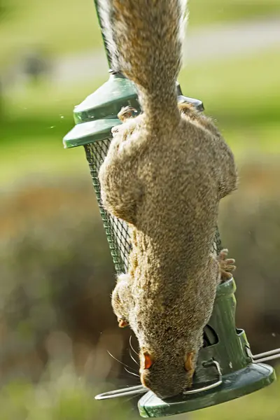 Closeup Curious Squirrel Birdfeeder Climbing Birdfeeder Trying Get Birdfeed Himself — Stock Photo, Image