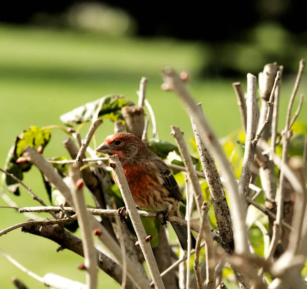 Roselins Domestiques Perchés Dans Buisson Dans Une Mangeoire Oiseaux Crête — Photo