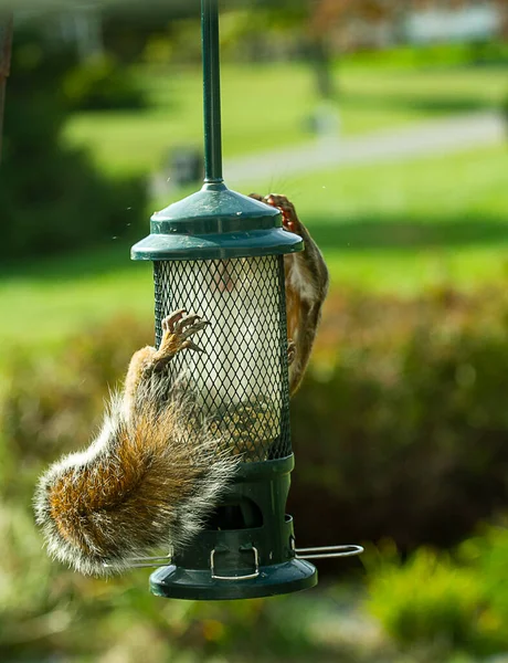 Fechar Esquilo Curioso Por Alimentador Pássaros Subindo Descendo Alimentador Pássaros — Fotografia de Stock