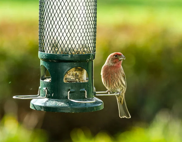 Casa Finches Empoleirado Arbusto Alimentador Pássaros Crest Vermelho Cabeça Peito Imagem De Stock