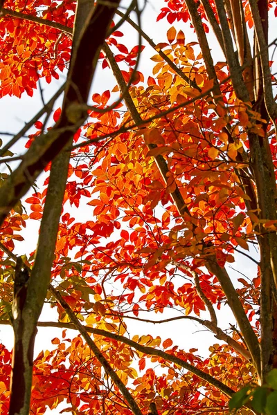 Sonbahar Sezonunun Sonlarında Parlak Turuncu Yapraklara Yakın Çekim — Stok fotoğraf