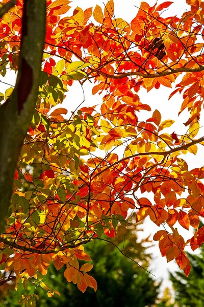 Sonbahar Sezonunun Sonlarında Parlak Turuncu Yapraklara Yakın Çekim — Stok fotoğraf