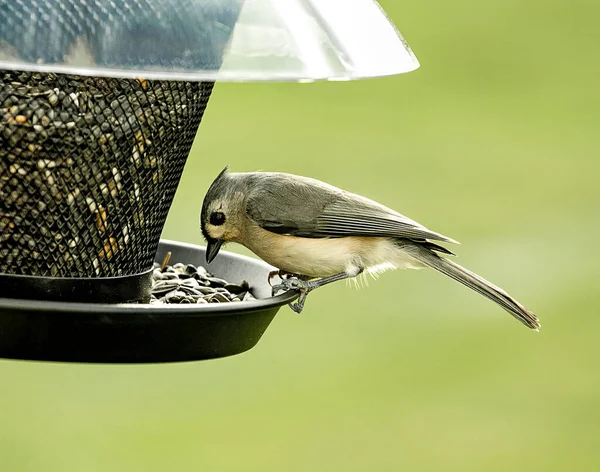 Büschelmeisenvogel Hockt Auf Vogelfutterhäuschen Und Ernährt Sich Von Vogelsaat — Stockfoto