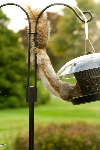 Écureuil Faisant Son Mieux Pour Envahir Une Mangeoire Pour Obtenir — Photo