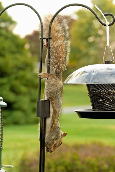 Écureuil Faisant Son Mieux Pour Envahir Une Mangeoire Pour Obtenir — Photo