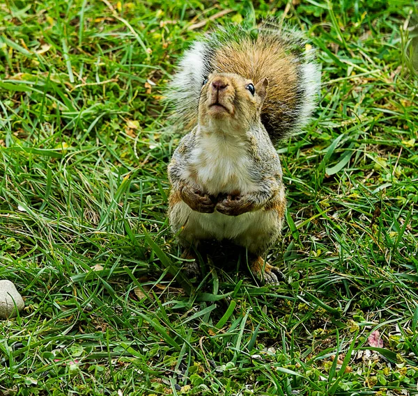 Eichhörnchen Gibt Sein Bestes Einen Vogelfutterautomaten Überfallen Nahrung Bekommen — Stockfoto