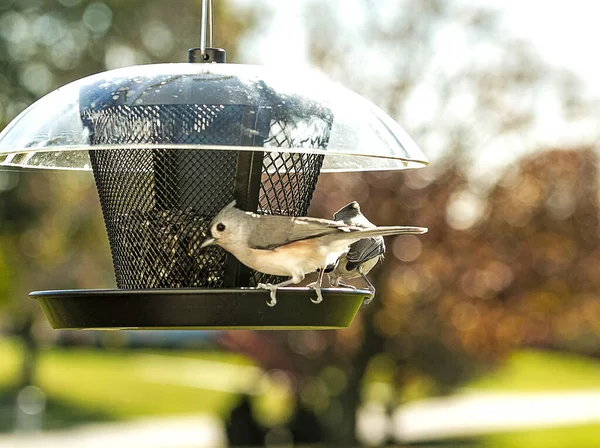 Tufted Titmouse Bird Perched Bird Feeder Feeding Bird Seed — Stock Photo, Image