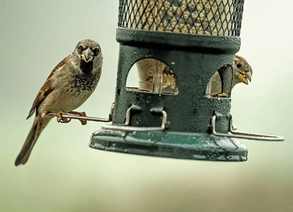 Closeup Sparrow Either Branch Perched Birdfeeder — Stock Photo, Image