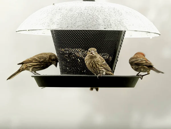Închiderea Sparrow Ramură Sau Cocoțat Alimentator Păsări — Fotografie, imagine de stoc