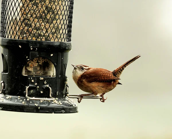 Closeup Pássaro Wren Empoleirado Alimentador Pássaros Procura Comida — Fotografia de Stock