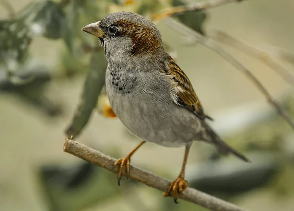 Крупним Планом Sparrow Гілці Або Годівниці Птахів — стокове фото