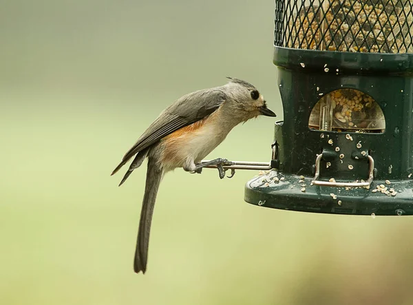 Büschelmeisenvogel Hockt Auf Vogelfutterhäuschen Und Ernährt Sich Von Vogelsaat — Stockfoto