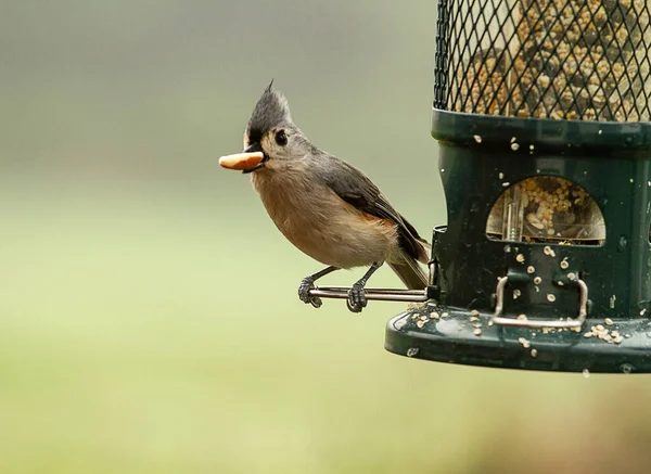 Büschelmeisenvogel Hockt Auf Vogelfutterhäuschen Und Ernährt Sich Von Vogelsaat Stockfoto