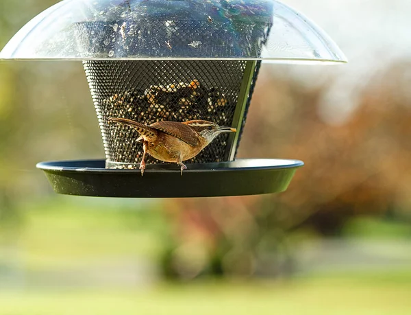 Small Wren Bird Perched Birdfeeder Careful His Surroundings — Stock Photo, Image