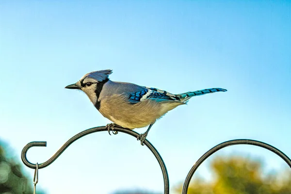 Närbild Blue Jay Bird Placerad Stolpe Observera Fågelmatare Nära Till — Stockfoto