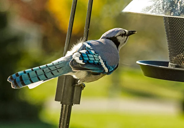 Close Blue Jay Bird Empoleirado Pólo Observando Alimentador Pássaros Perto — Fotografia de Stock