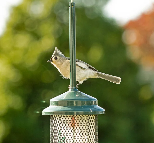 Tufted Titmouse Pássaro Empoleirado Cima Alimentador Pássaros Olhando Muito Alerta — Fotografia de Stock