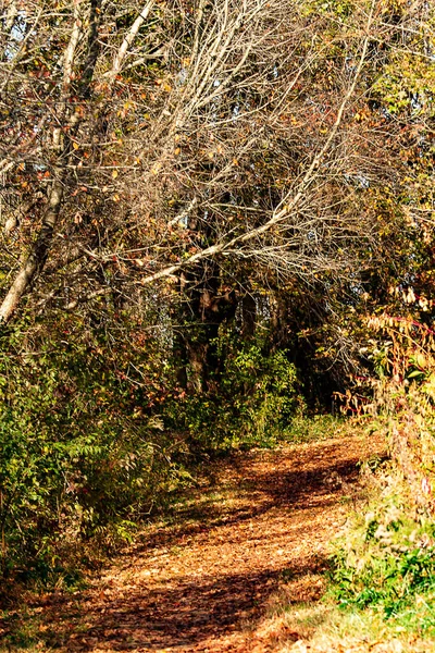 茂密的森林地区 有高大的稀疏树木和灌木丛 路径的闭塞 — 图库照片