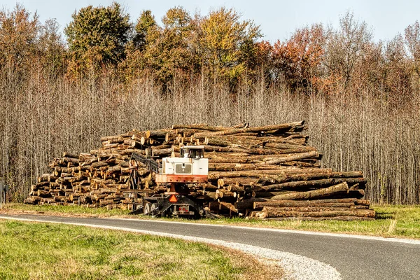 Egy Nagy Halom Rönk Kivágta Fákat Őszi Szezonban — Stock Fotó